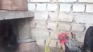 The little beast