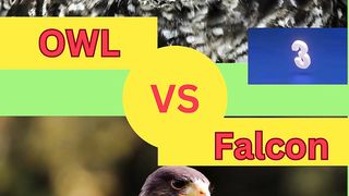 What would you prefer? Owl VS Falcon