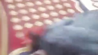 African grey ll grey parrot
