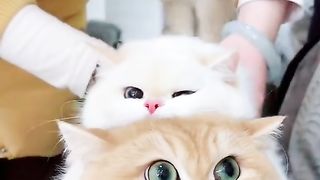 Cat 1