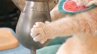 Cat 2