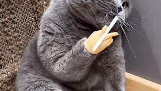 Funny cat