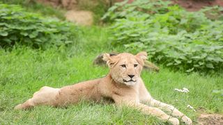 A lion cubs Leo