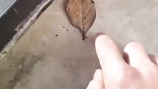 পৃথিবীর ছদ্মবেশী অদ্ভুত কিছু প্রাণী।