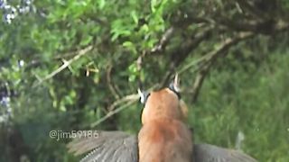 Wild bird under attact by a wild cat