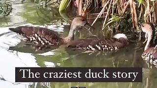 How the ducks save a dead duck.  ???? nice story.