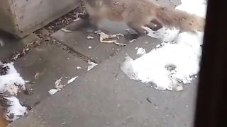 A baby dog under attack by A wild cat