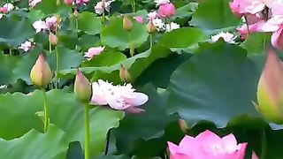 so beautiful flowers