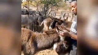 CM you eat a donkey