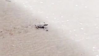 The mos education video