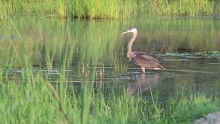 Dangerous Natural view and Bird's