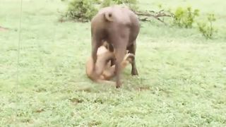 Most Amazing Moments Of Wild Animal
