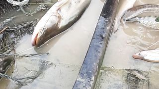 My Friend get more fish