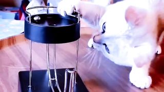 Funny cat playing with magnetic ball.