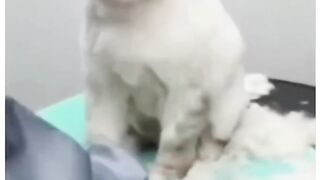 cat funny videos