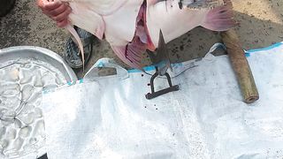 নদীর বড় মাছ