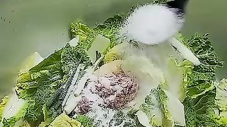 Korean traditional food cooking