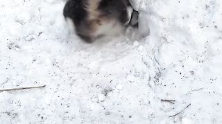 Cat's lover