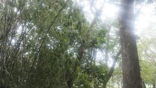 নাইস বিডিও