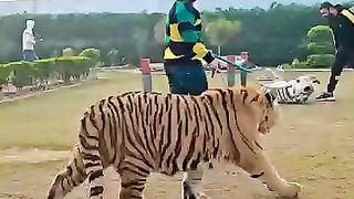 3 Tigers in 1 Video | Nouman Hassan |