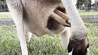 kangkuru chui vào túi mẹ.