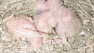 Baby bird, new born