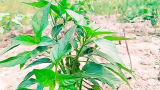 This trees very heltdy food