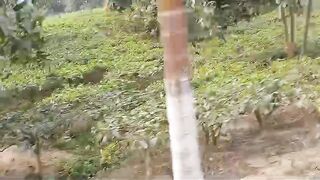 চা বাগান