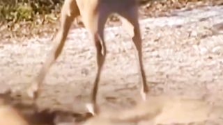 Giraffe ???? and lions fighting video
