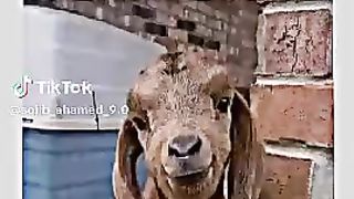 Goat view