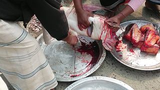 যমুনার মাছ