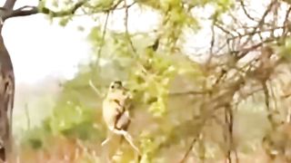 The leaped catching the monkey ????
