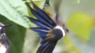 Bird Dancing on air.