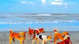 Funny video