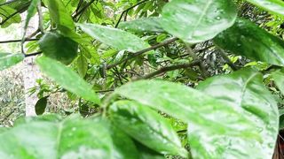 Green Tree with rainy Day