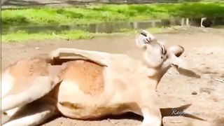 Funny Animals