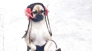 Fashionable dog ????????