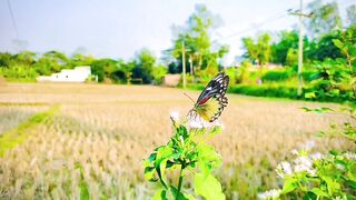 A beautiful Butterfly.