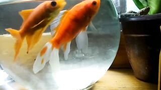 Beautiful fish