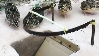 unique bird trap