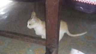 Cute baby playing with cat ????