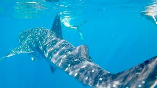 Beautiful whale