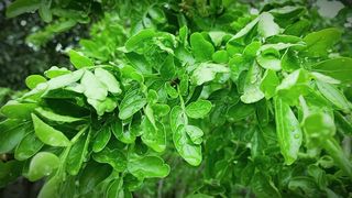 Beautiful Tree