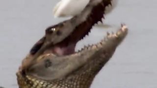 Crocodile attack
