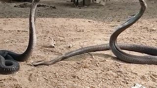 king Cobra Sanke naag Jogi dance