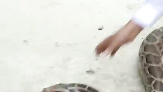Python Hunting