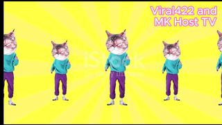 Cat Toys Your Cat Would Buy - Cat Dancer Products