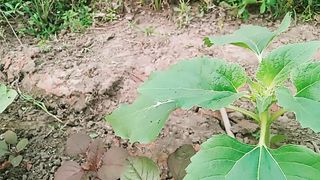 The Sunflower tress is very nice