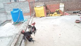 Aseel roosters ????
