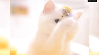 Mama Cat Takes Back Crying Kitten From Toddler